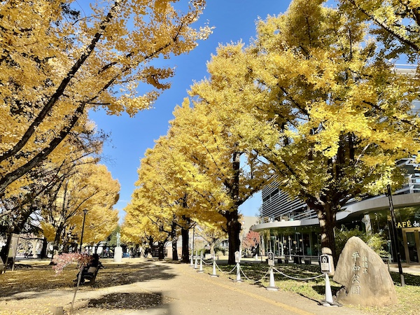 紅葉した木が立ち並ぶ公園